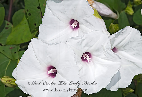 Ipomoea pandurata   WILD POTATO VINE 6011735 Morning gloryz