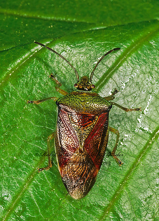 Elasmostethus interstinctus 242308z
