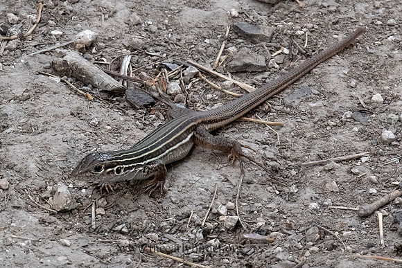 Aspidoscelis gularis  TEXAS SPOTTED WHIPTAIL 6039526z
