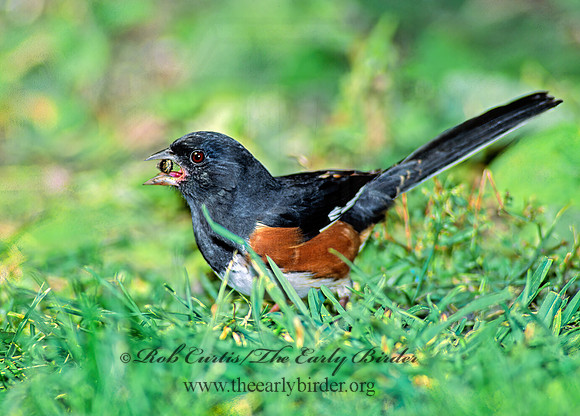Pipilo erythrophthalmus  EASTERN TOWHEE 81225z