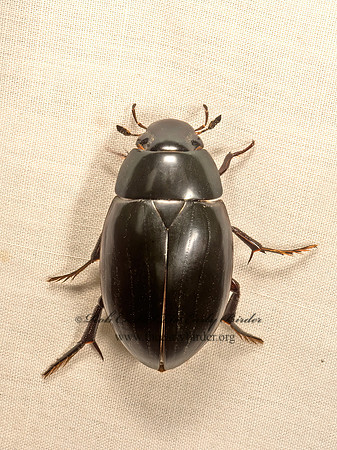 Hydrophilus ovatus  GIANT WATER SCAVENGER BEETLE 9050490z