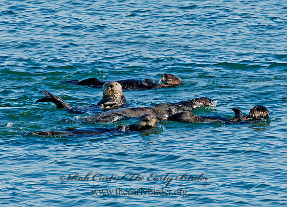Enhydra lutris nereis  SOUTHERN SEA OTTER 8020396 z
