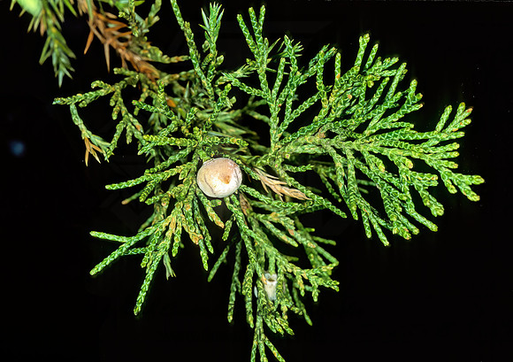 Juniperus chinensis  HETZ JUNIPER 215106z