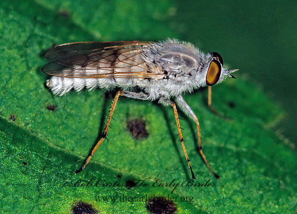 Spiriverpa candidata  STILETTO FLY 41908z