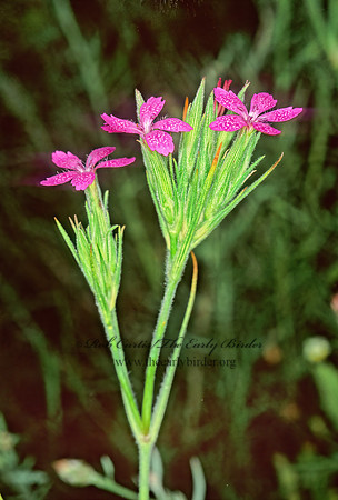 Dianthus armeria   DEPTFORD PINK 243804z