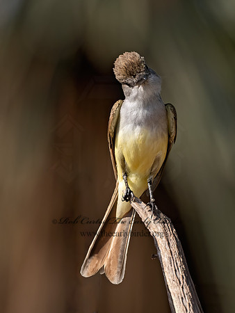 Myiarchus tyrannulus  BROWN-CRESTED FLYCATCHER 3032311z