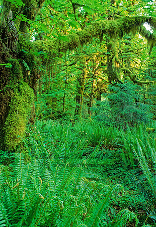 TEMPERATE RAIN FOREST 132821z