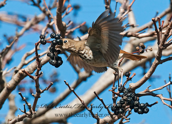 Catharus guttatus  HERMIT THRUSH 3004858z