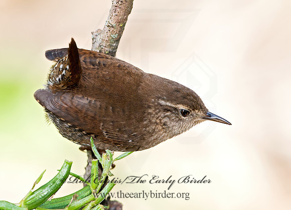 Troglodytes hiemalis  WINTER WREN  9025372z