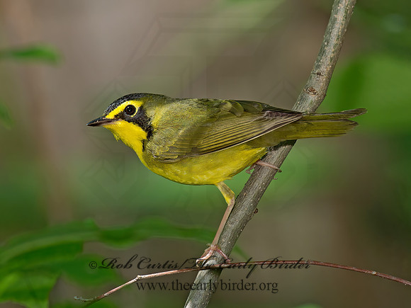 Geothlypis formosa  KENTUCKY WARBLER 9023117z