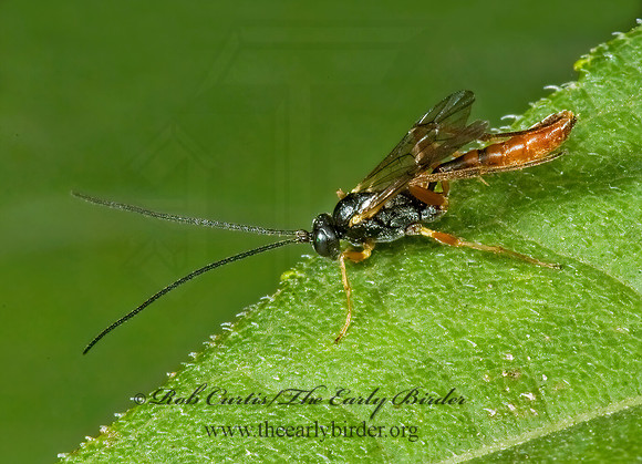 Sinophorus~ 5013061z