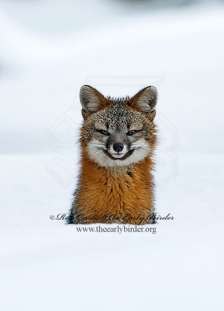 Urocyon cineroargentatus  GRAY FOX  5004578z