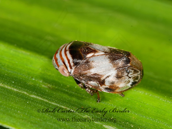 Clastoptera obtusa  ALDER SPITTLEBUG  3013464z