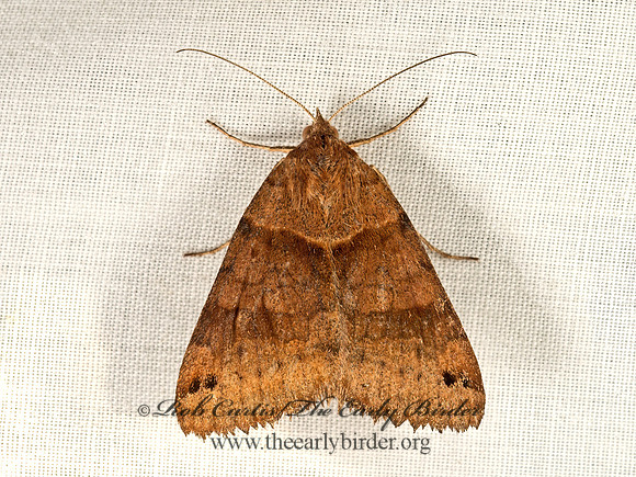 Caenurgina  LOOPER MOTH 9048487z