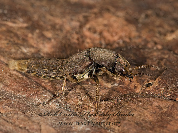 Platydracus maculosus 8015446z