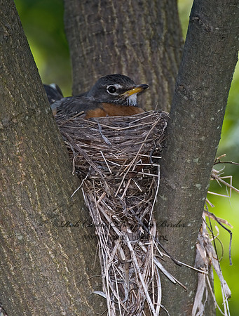 Turdus migratorius  AMERICAN ROBIN 6005456z