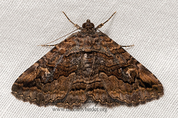 Zaleops umbrina  OMOPTERINI EREBID MOTH 3040239z