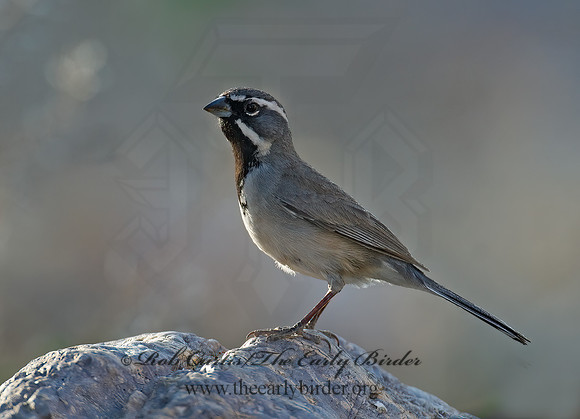 Amphispiza bilineata  BLACK-THROATED SPARROW 7008024z