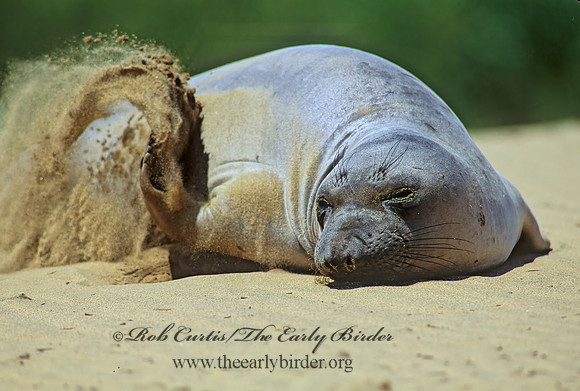 Mirounga angustirostris  NORTHERN ELEPHANT SEAL 111023z