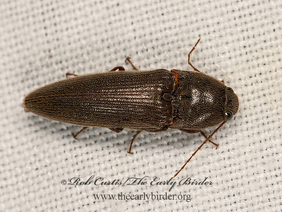 Melanotus  CLICK BEETLE 3041845z