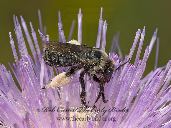 Melissodes desponsus  THISTLE LONG-HORNED BEE 9052641z