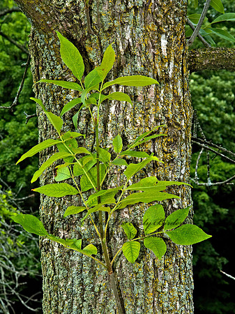 Fraxinus pennsylanicus  RED ASH 5009172z