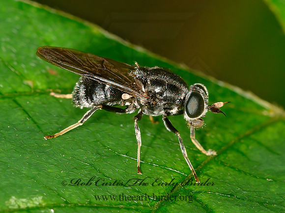 Adoxomyia subulata  SOLDIER FLY 1304748z