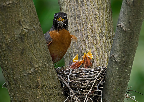 Turdus migratorius  AMERICAN ROBIN 6005607z