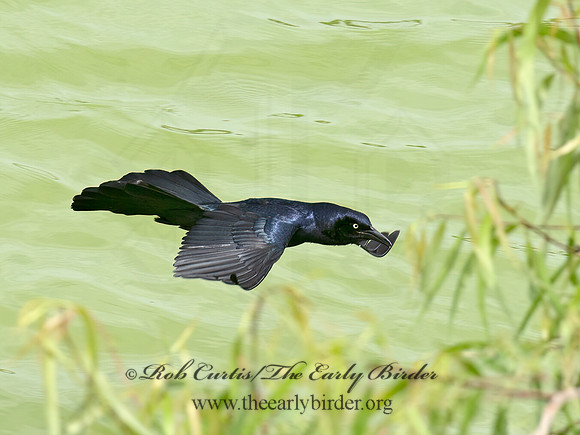 Quiscalus mexicanus  GREAT-TAILED GRACKLE 6038458z