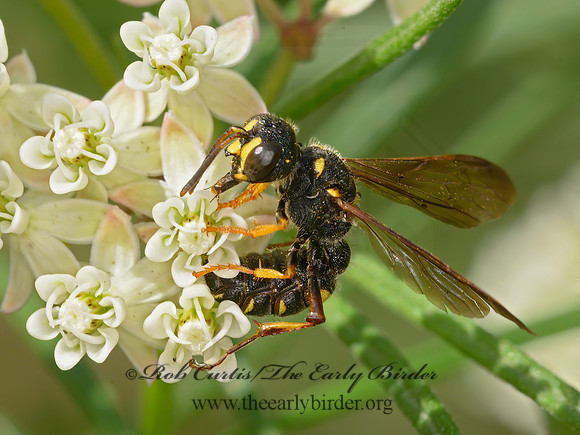 Cerceris  WEEVIL WASP 9063699z