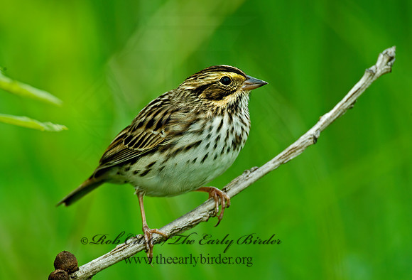 Passerculus sandwichensis  SAVANNAH SPARROW 4000857 z