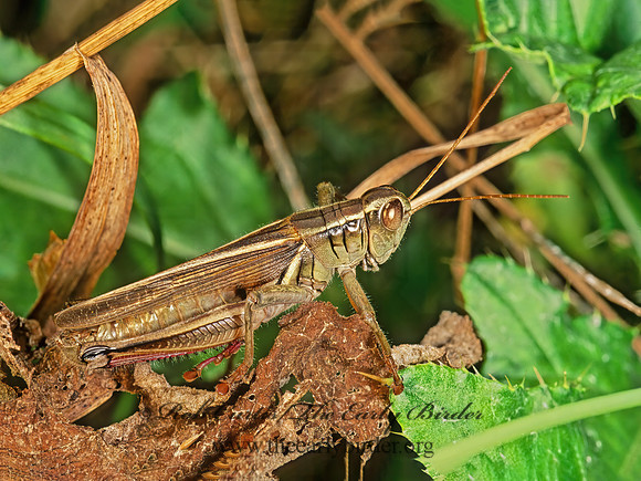 Melanoplus bivittatus  2-STRIPED GRASSHOPPER 178719z
