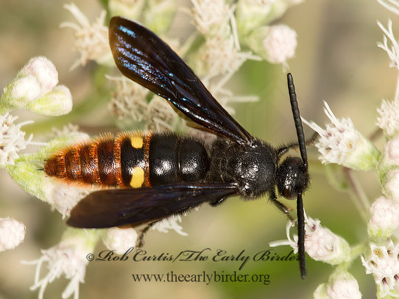 Scolia dubia  BLUE-WINGED SCOLIID 9050560z