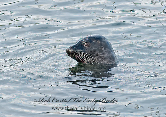 Phoca vitulina  HARBOR SEAL 7017570z