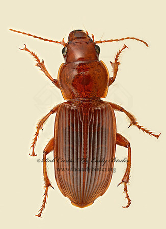 Harpalus erraticus 9019612z