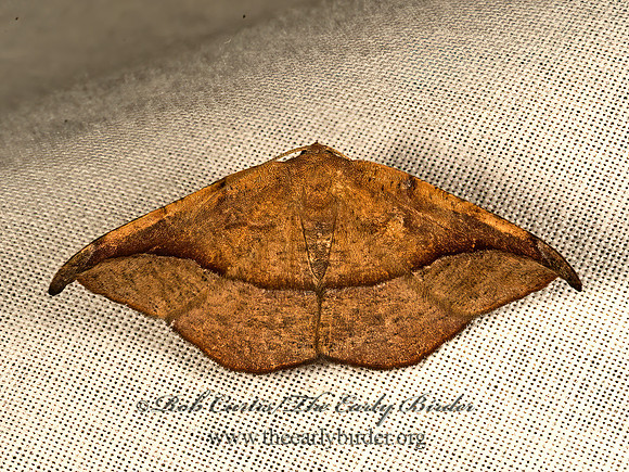 Drepana arcuata   ARCHED HOOKTIP 9051498z