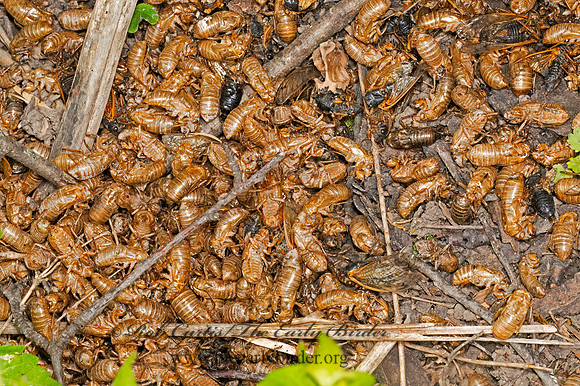 Magicicada cassinii CASSINI'S PERIODICAL CICADA 9088063 z