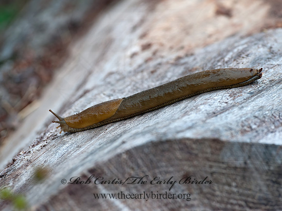 Stylomatophora  SLUG 8037329z