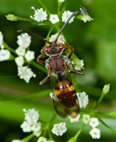 Nomada ruficornis grp  NOMAD BEE 5008812z