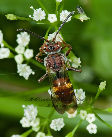 Nomada ruficornis grp  NOMAD BEE 5008812z