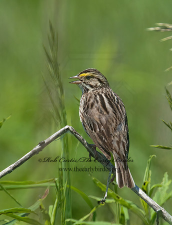 Passerculus sandwichensis  SAVANNAH SPARROW 3008411z