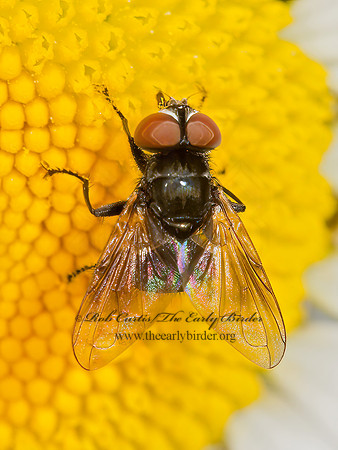 Phasia  TACHINID FLY 9032671z