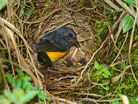 Myioborus miniatus  SLATE-THROATED REDSTART 209326z