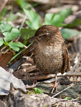 Troglodytes hiemalis  WINTER WREN 8033867z