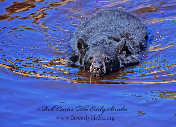 Ursus americanus  BLACK BEAR  302102z