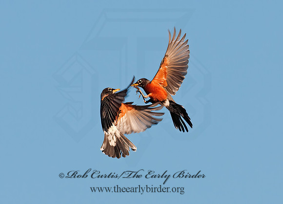 Turdus migratorius  AMERICAN ROBIN 3001435z