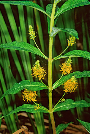 Lysimachia thyrsiflora  TUFTED LOOSESTRIFE 1273502z