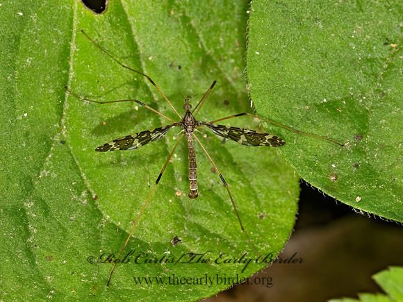Epiphragma fasciapenne  BAND-WINGED CRANE FLY 3021170z