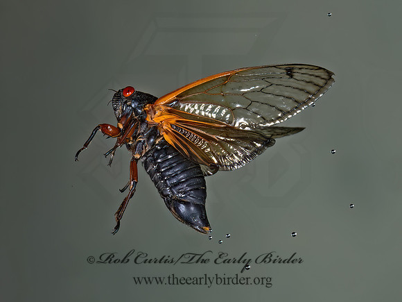 Magicicada cassinii CASSINI'S 17-YEAR CICADA 9089159z