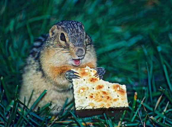 Ictidomys tridecimlineatus  13-LINED GROUND SQUIRREL 24615 z
